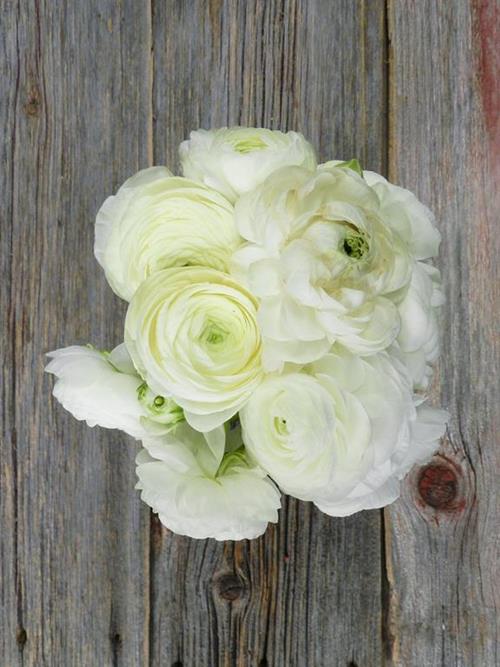 ELEGANCE BIANCO WHITE RANUNCULUS